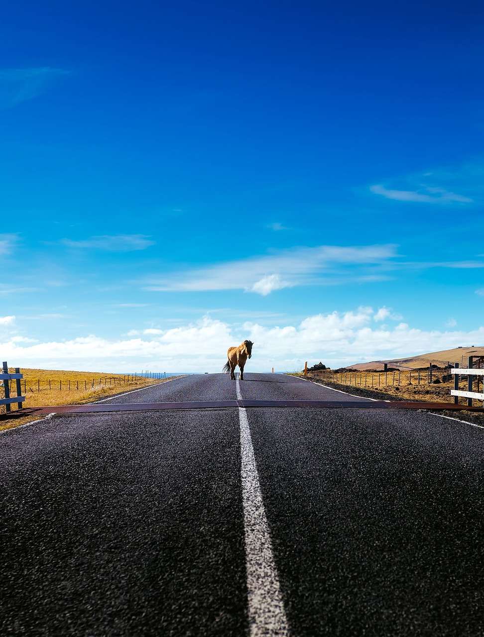 How to think like a horse when driving